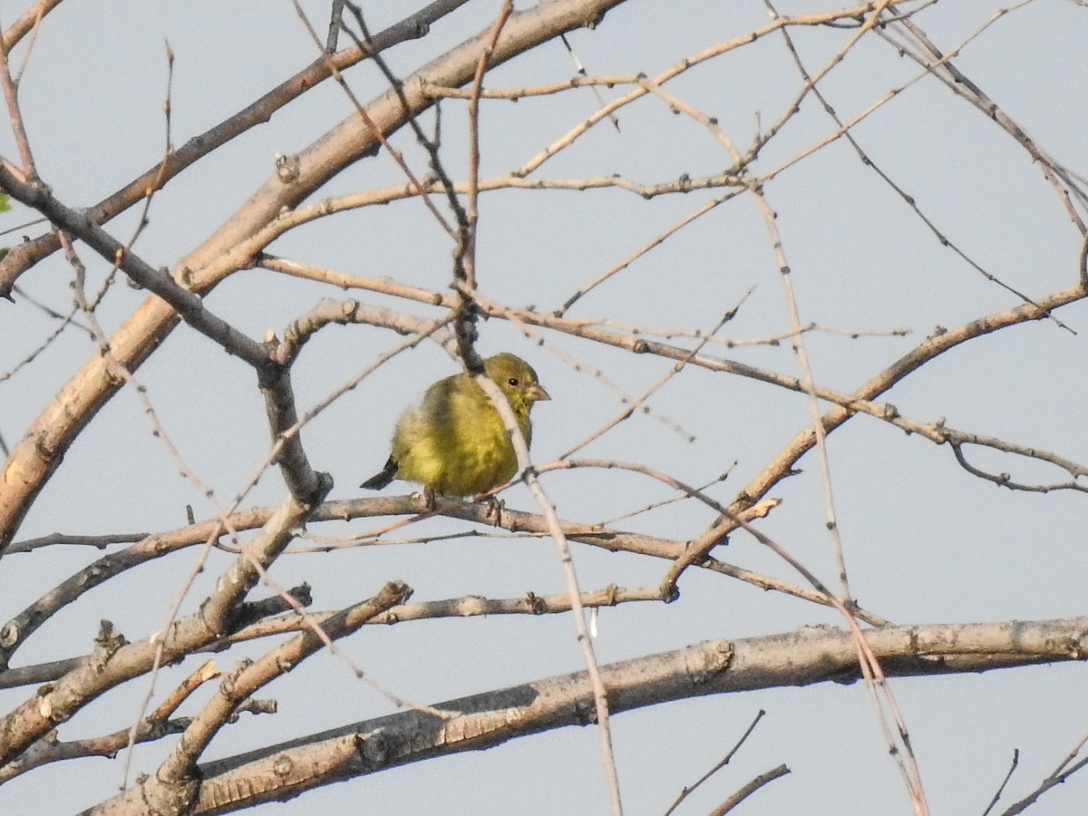 Lesser Goldfinch - Sergio Castañeda Ramos