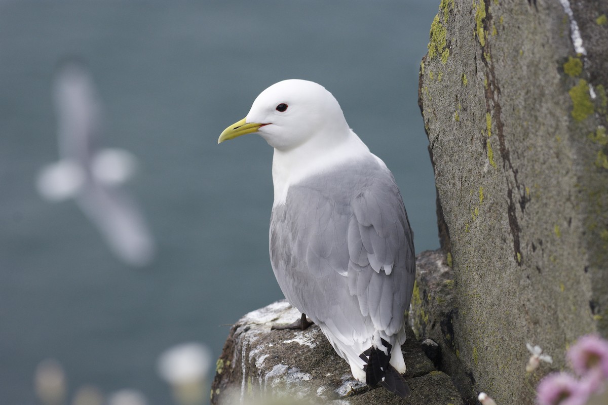 Black-legged Kittiwake - Mark Lewis