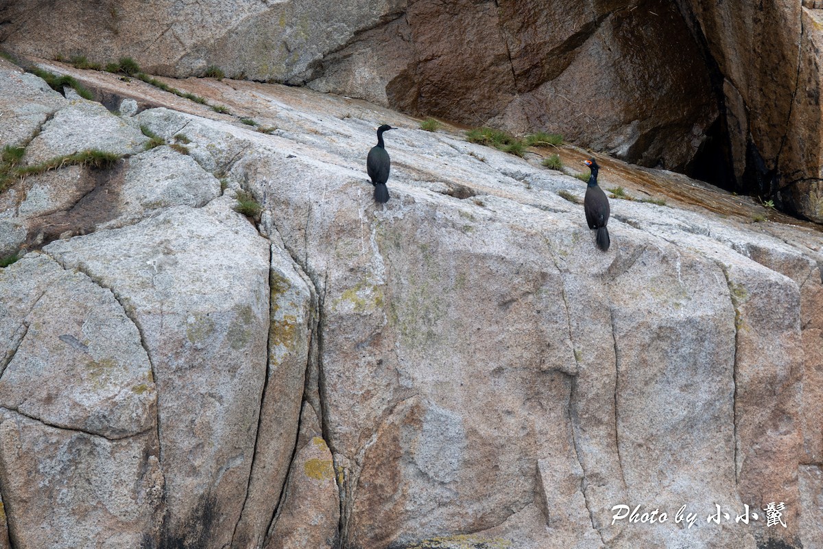 Red-faced Cormorant - Hanyang Ye