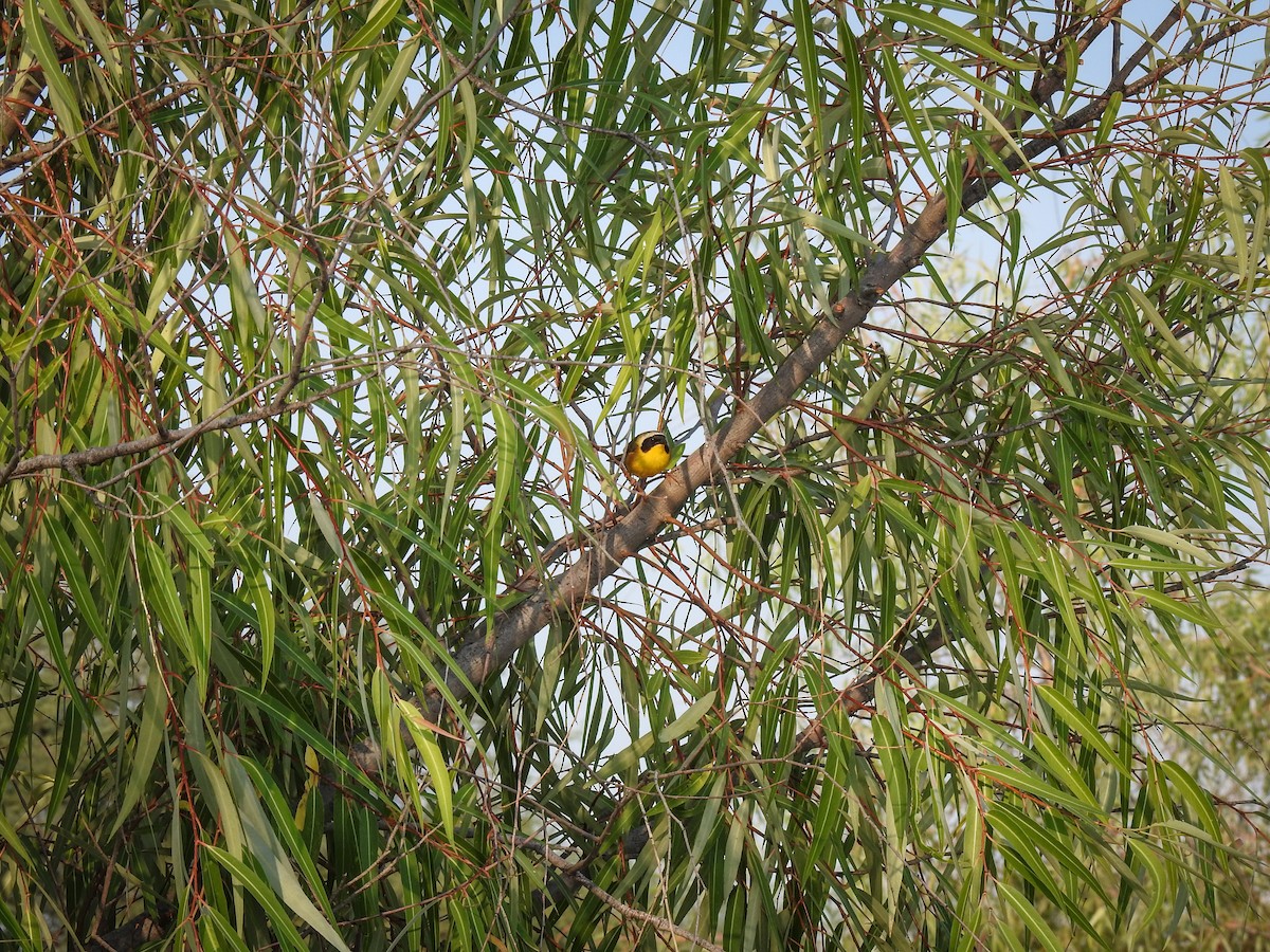 Common Yellowthroat - Sergio Castañeda Ramos