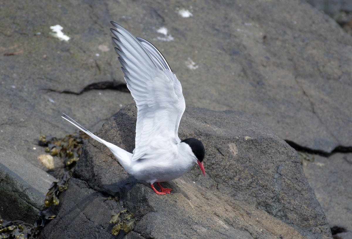 Arctic Tern - Mark Lewis