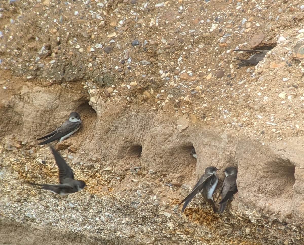 Эргийн хараацай - ML619662196