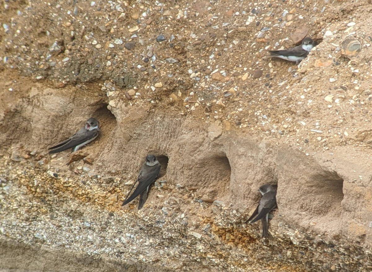 Эргийн хараацай - ML619662199