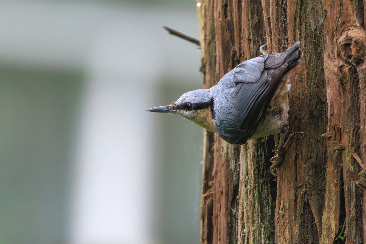 Eurasian Nuthatch - ML619662203