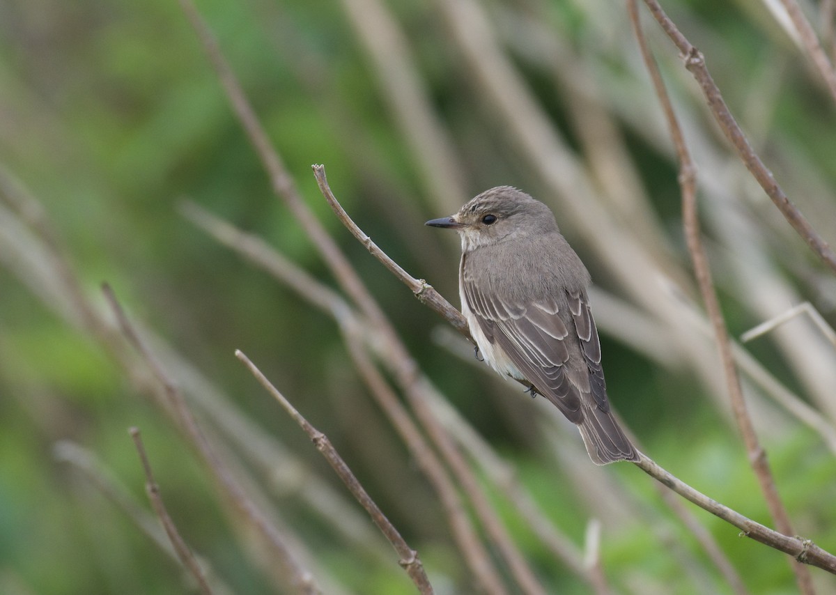 Spotted Flycatcher - Mark Lewis
