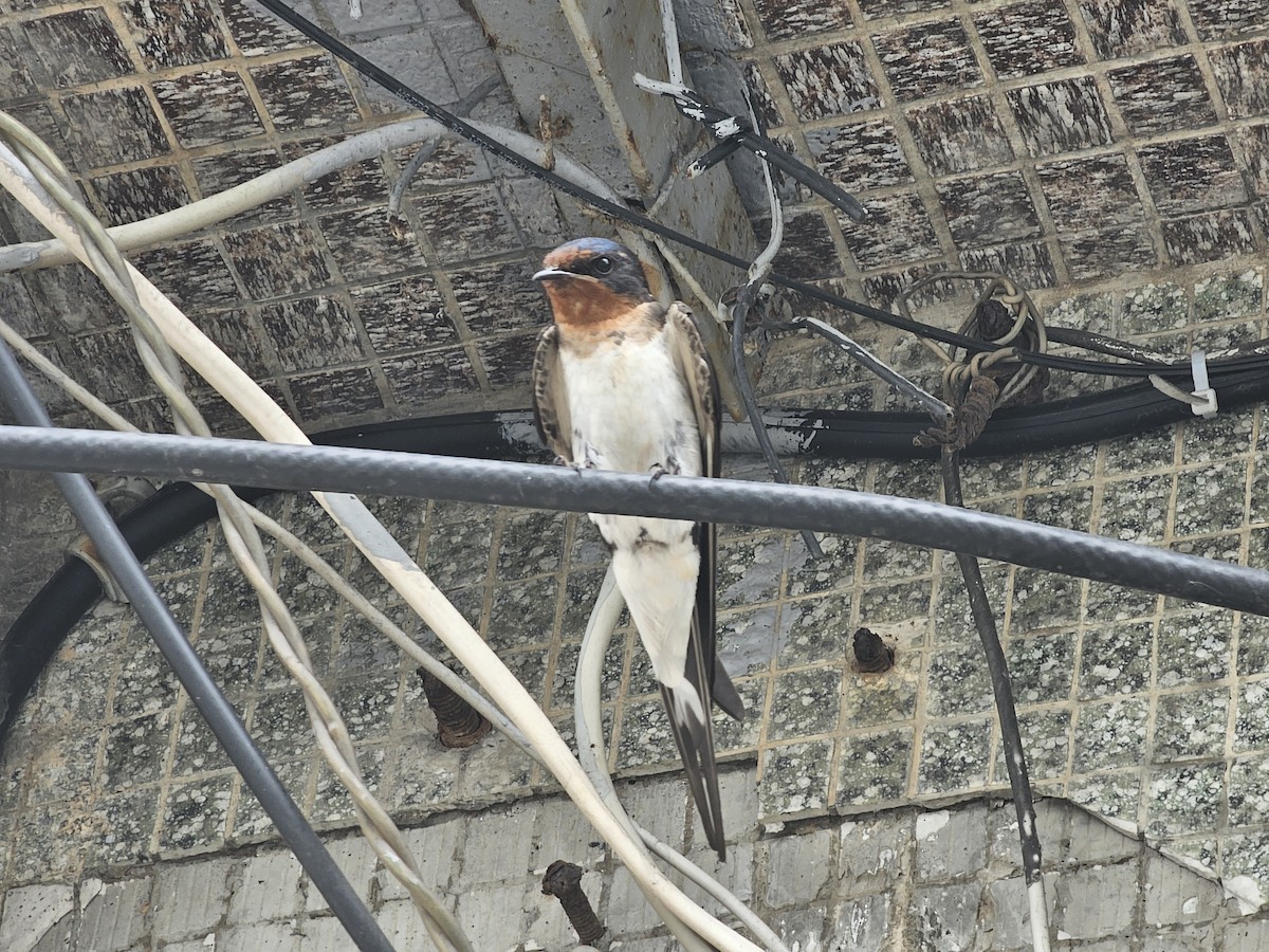 Barn Swallow - jason wu