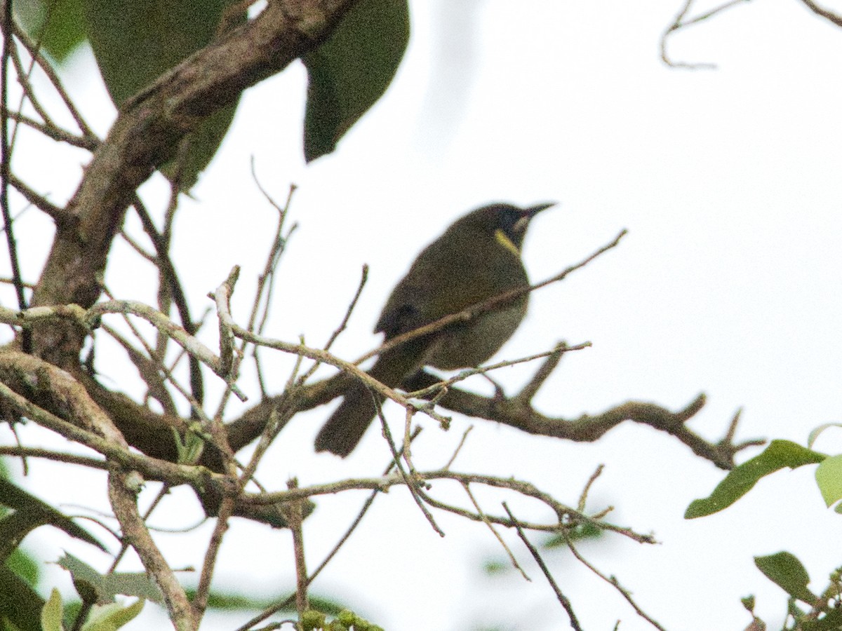 Lewin's Honeyeater - Helen Leonard