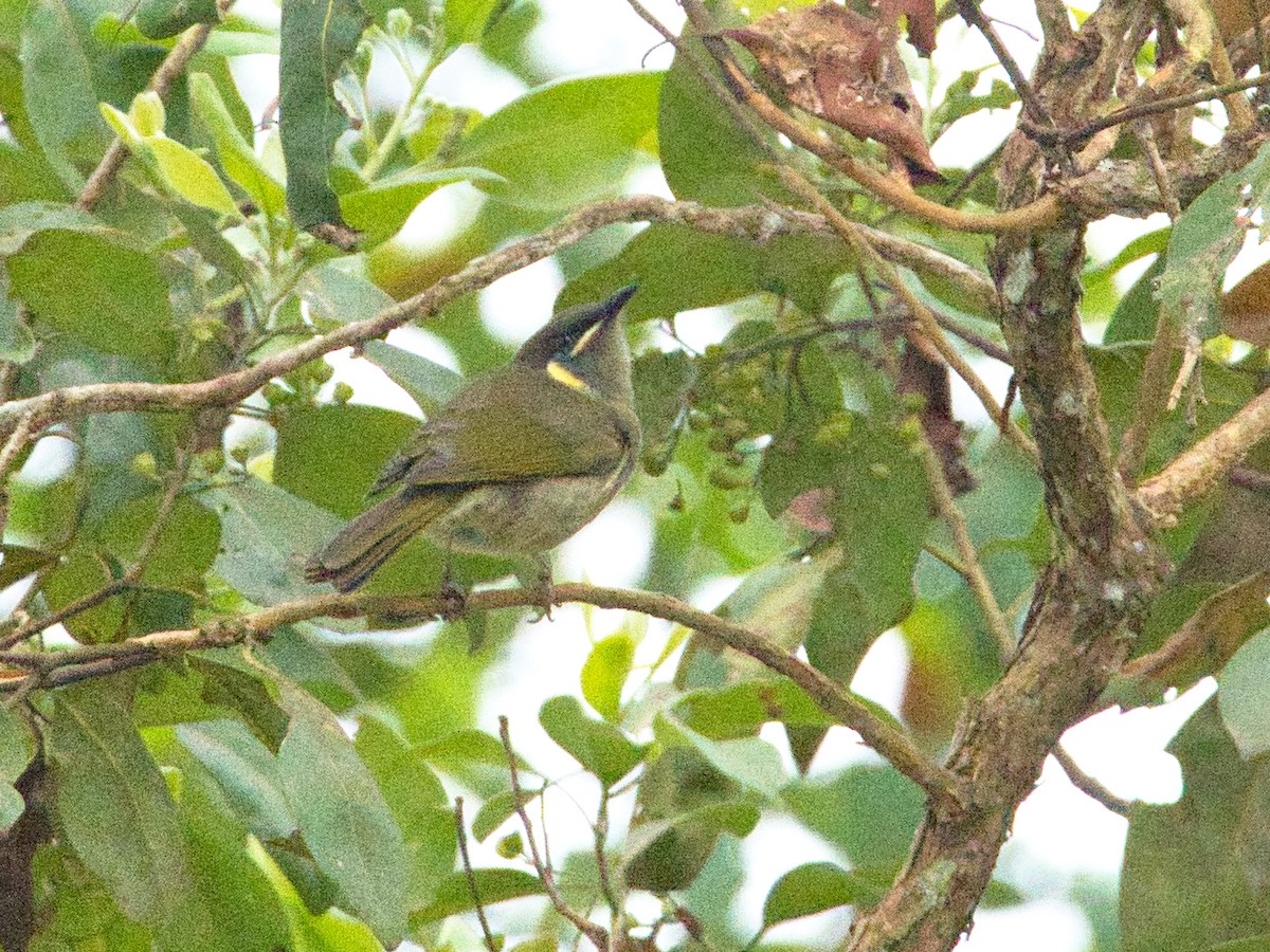 Lewin's Honeyeater - ML619662224