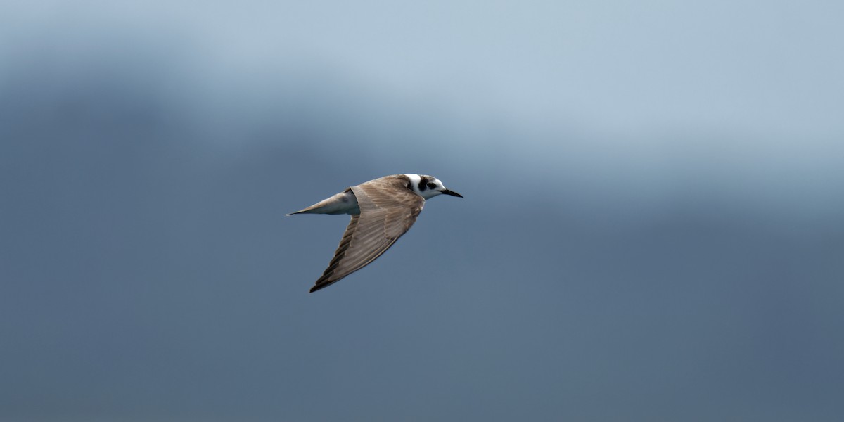 Black Tern - Birding Guides