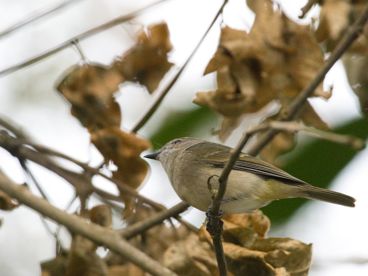 Golden Whistler - ML619662229