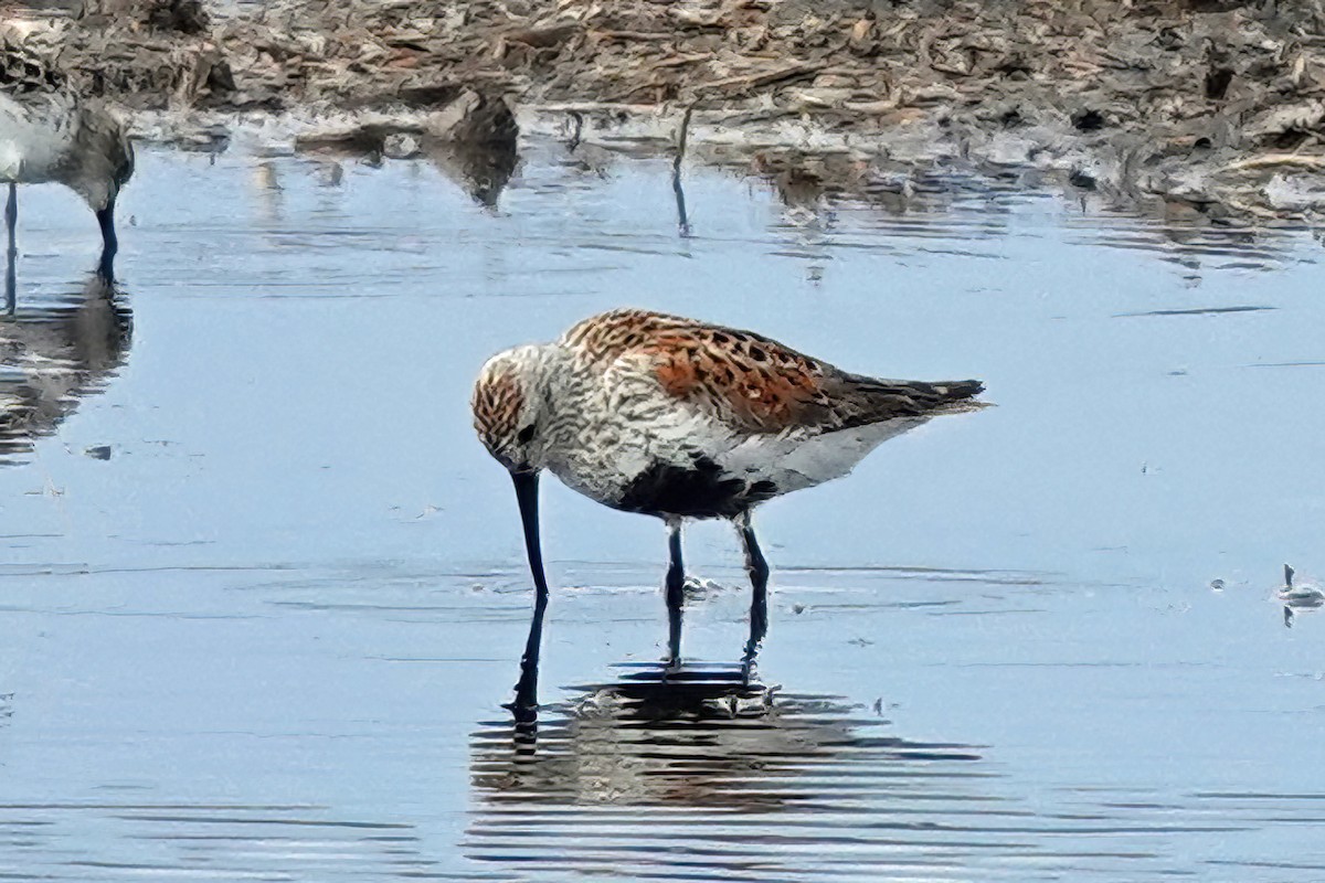 Dunlin - Cheryl Vellenga