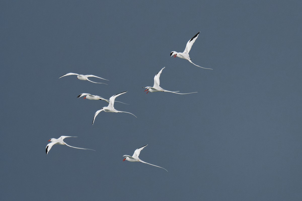 Red-billed Tropicbird - Birding Guides