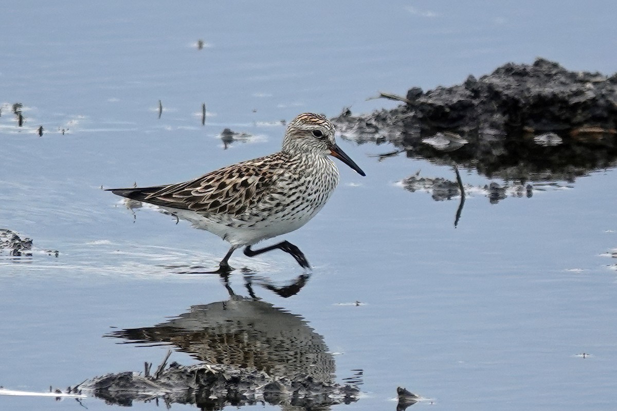 White-rumped Sandpiper - Cheryl Vellenga