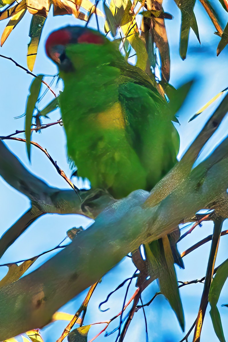 Musk Lorikeet - Alfons  Lawen