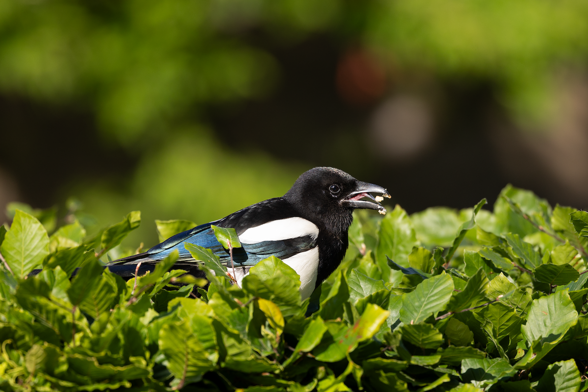 Eurasian Magpie - Han Tay