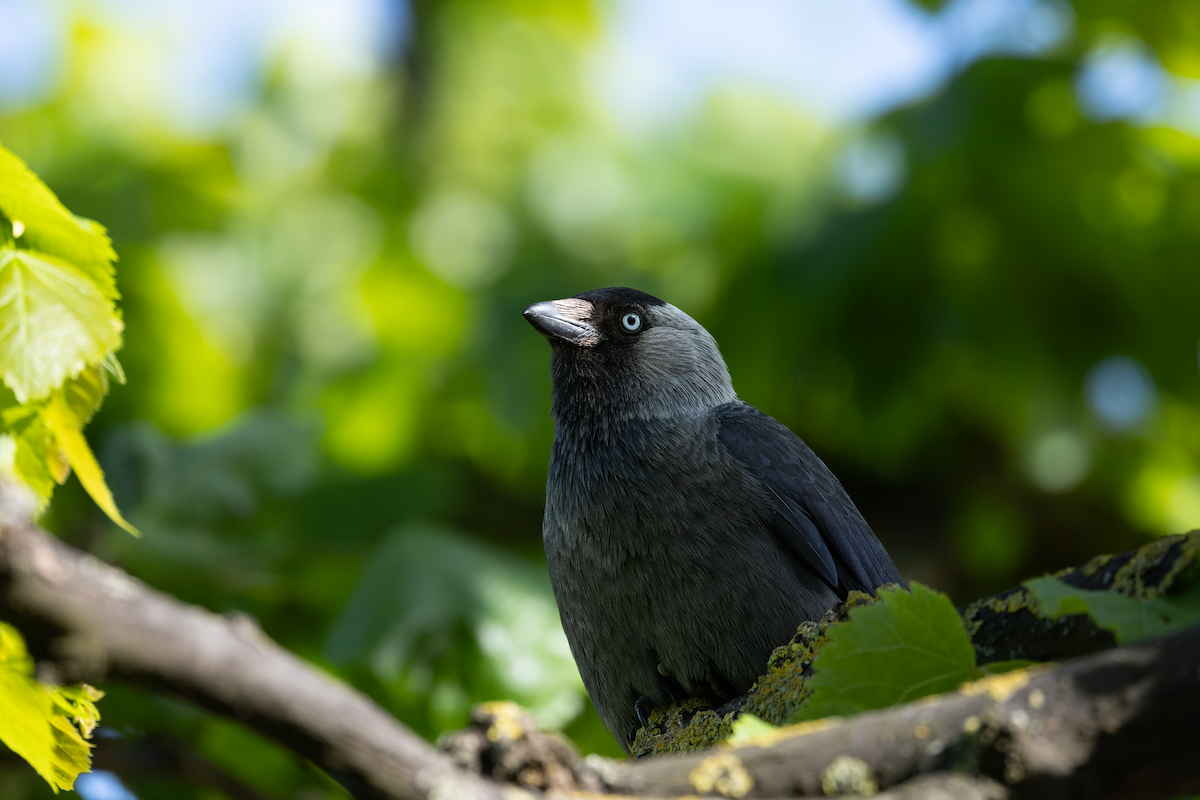 Eurasian Jackdaw - Han Tay