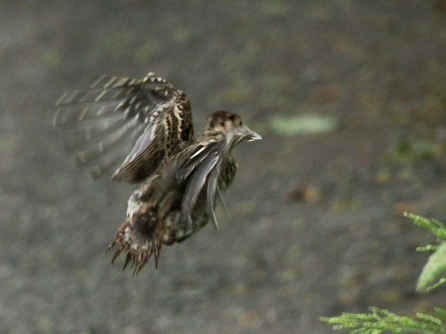 Ring-necked Pheasant - ML619662250