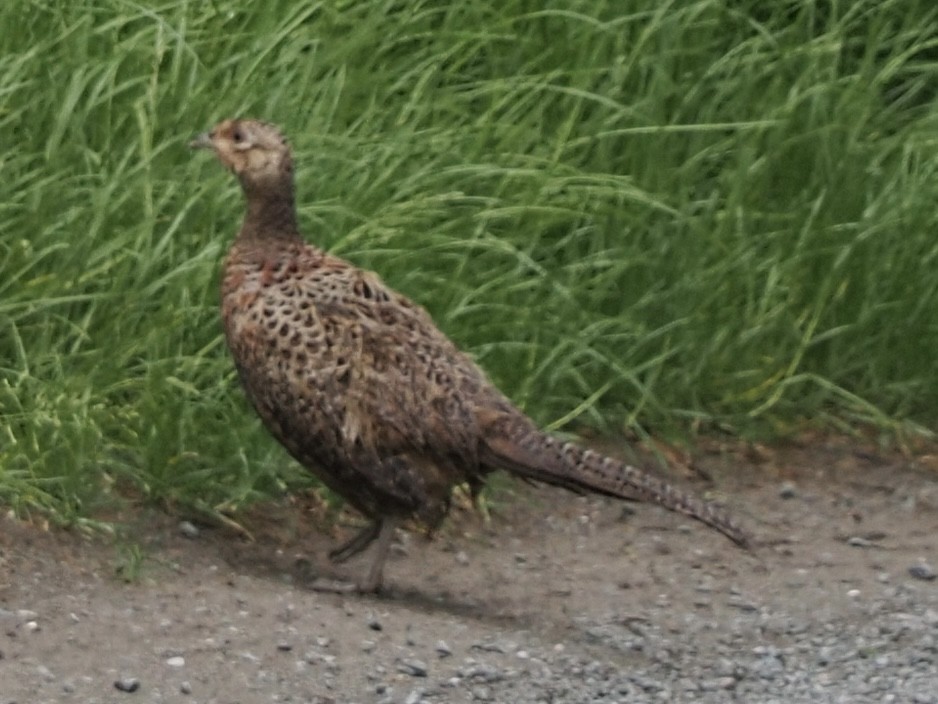 Ring-necked Pheasant - James Tatlow