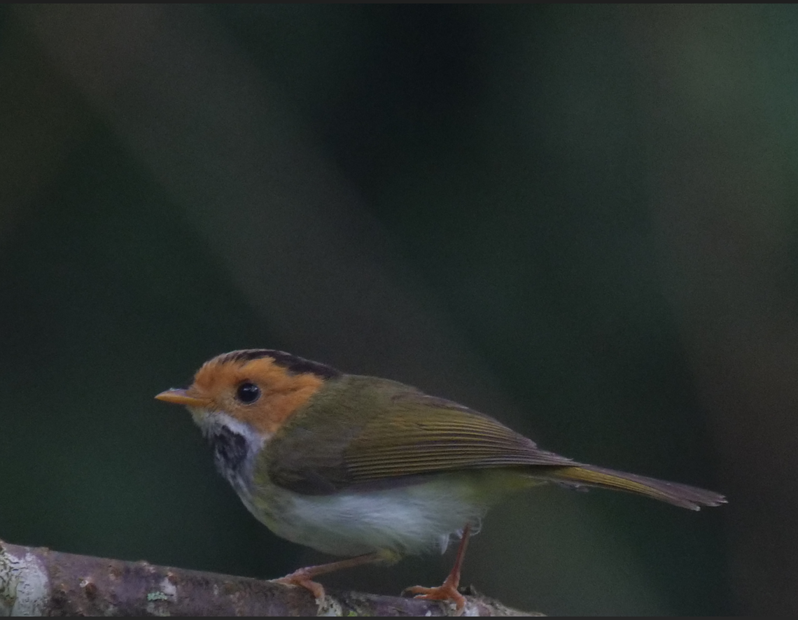 Rufous-faced Warbler - Yulin Shen