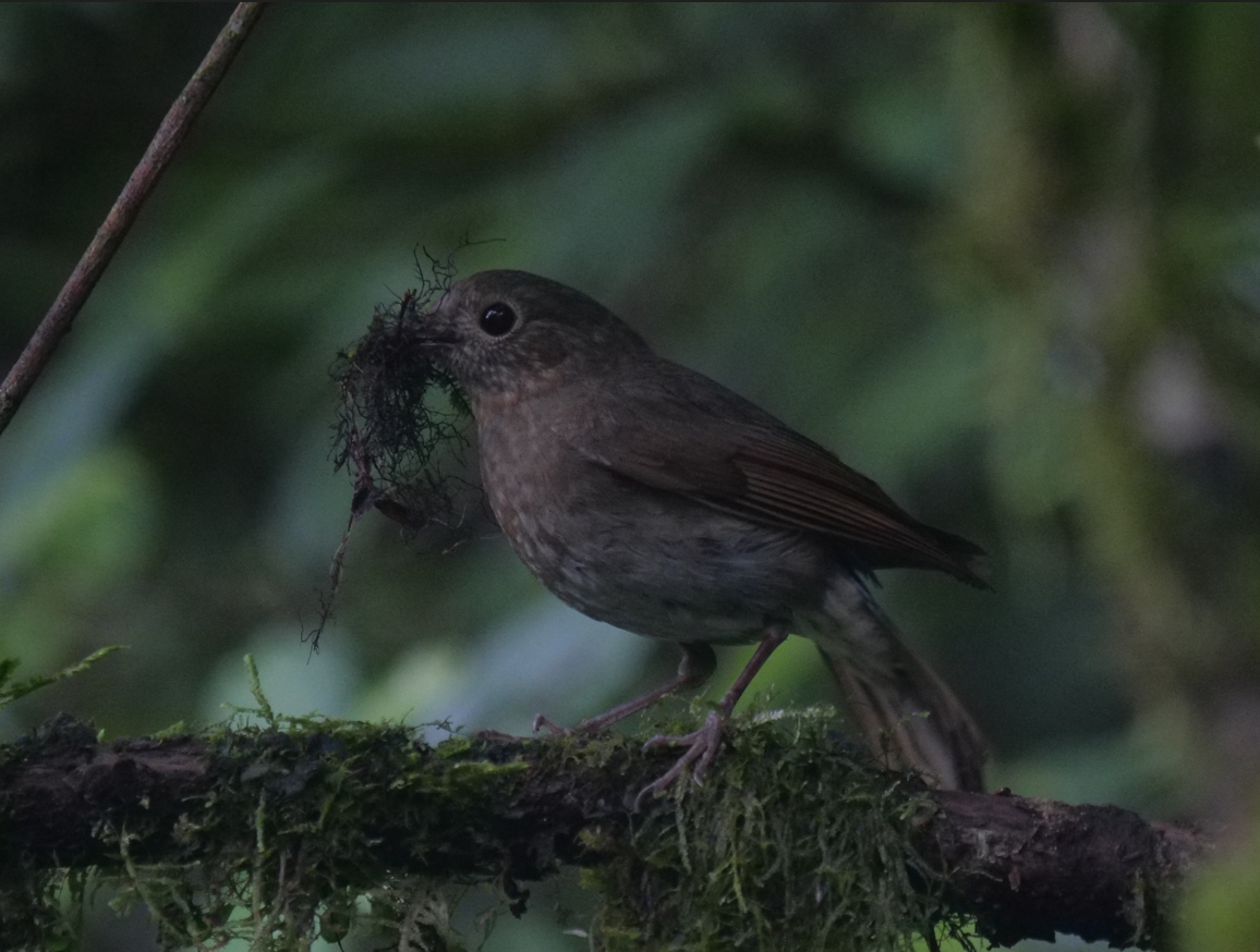 White-tailed Robin - ML619662258