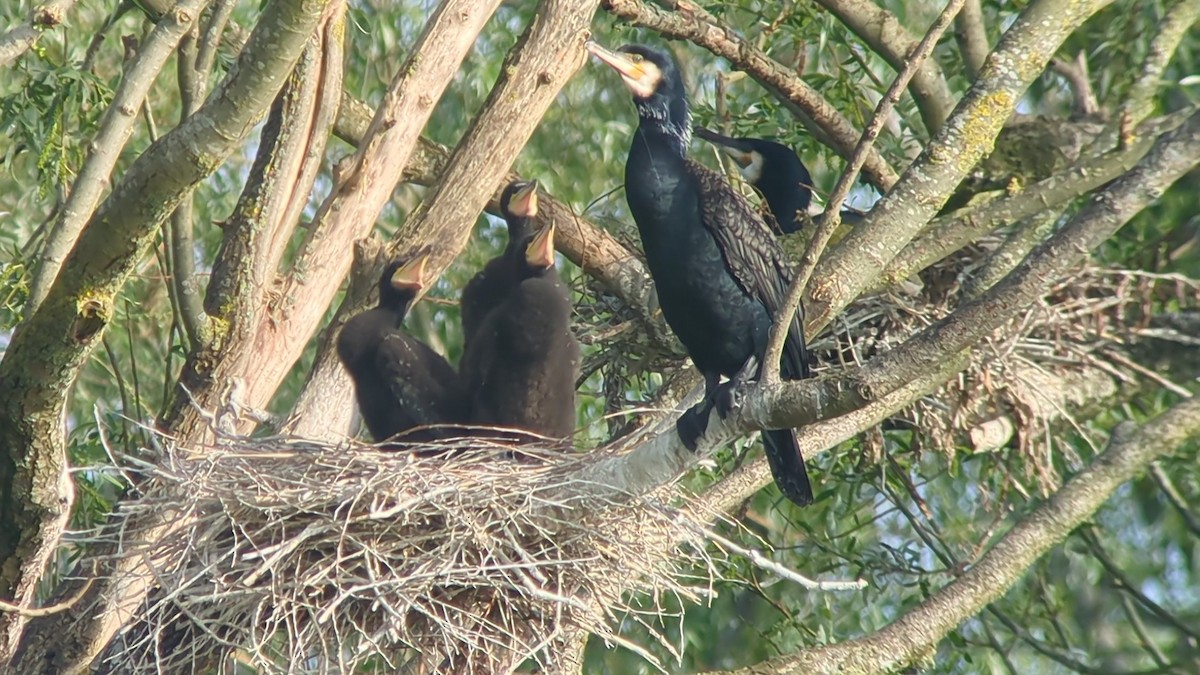 Тураг гогой - ML619662260