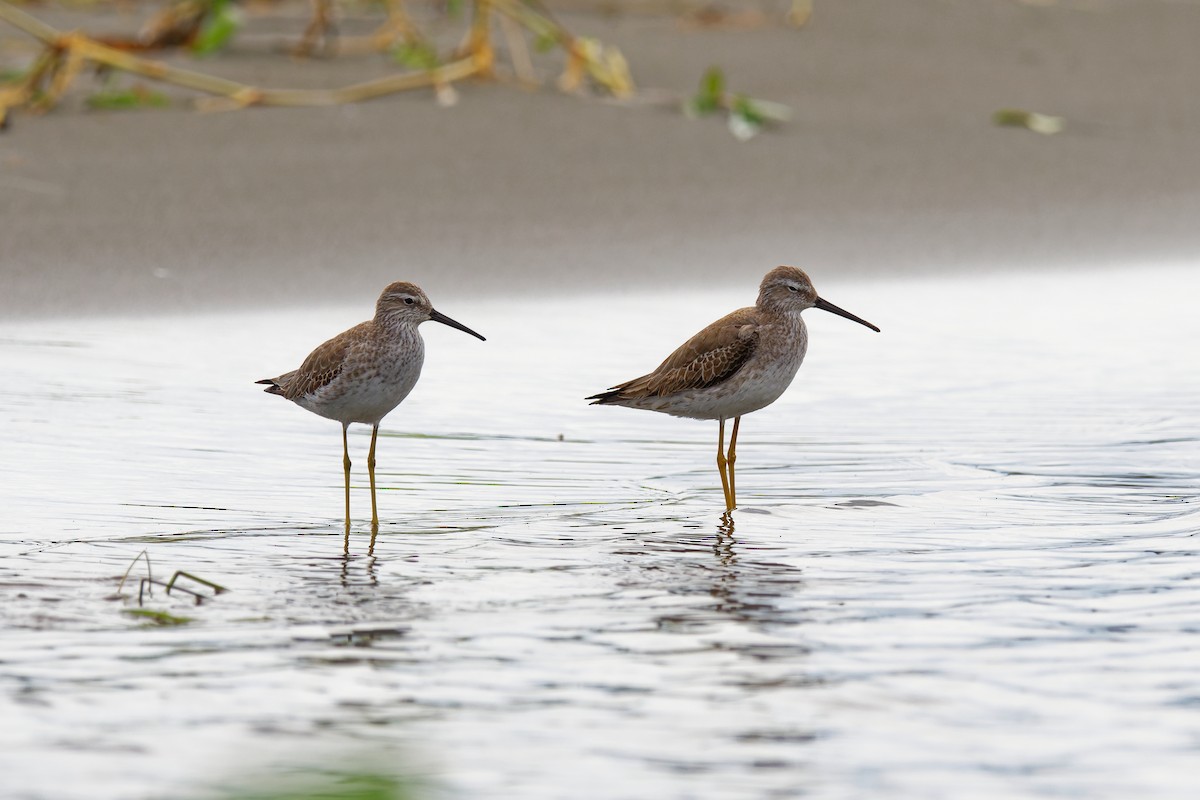 Stilt Sandpiper - Birding Guides