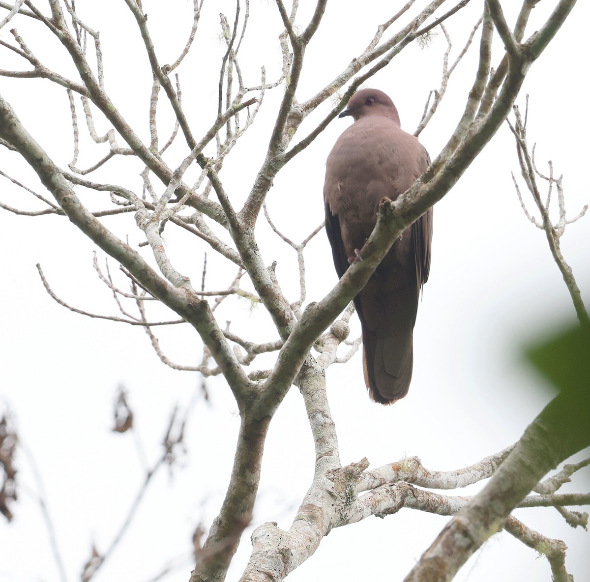 Short-billed Pigeon - Andy Gee