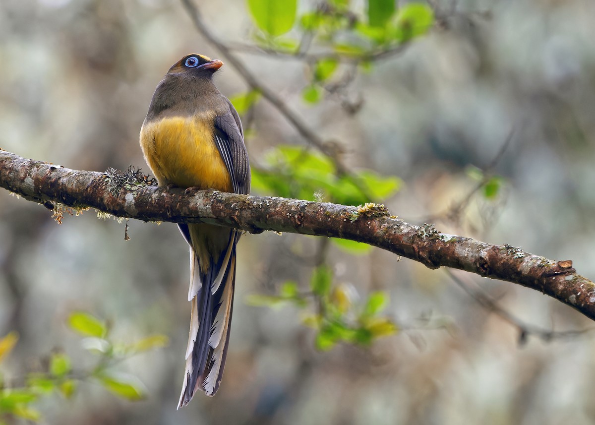 Ward's Trogon - Ayuwat Jearwattanakanok