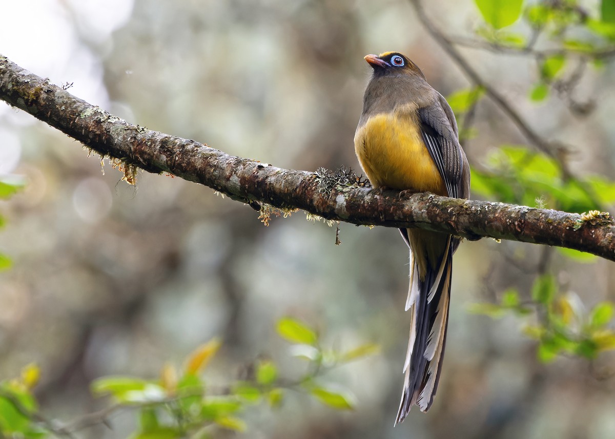 Ward's Trogon - Ayuwat Jearwattanakanok