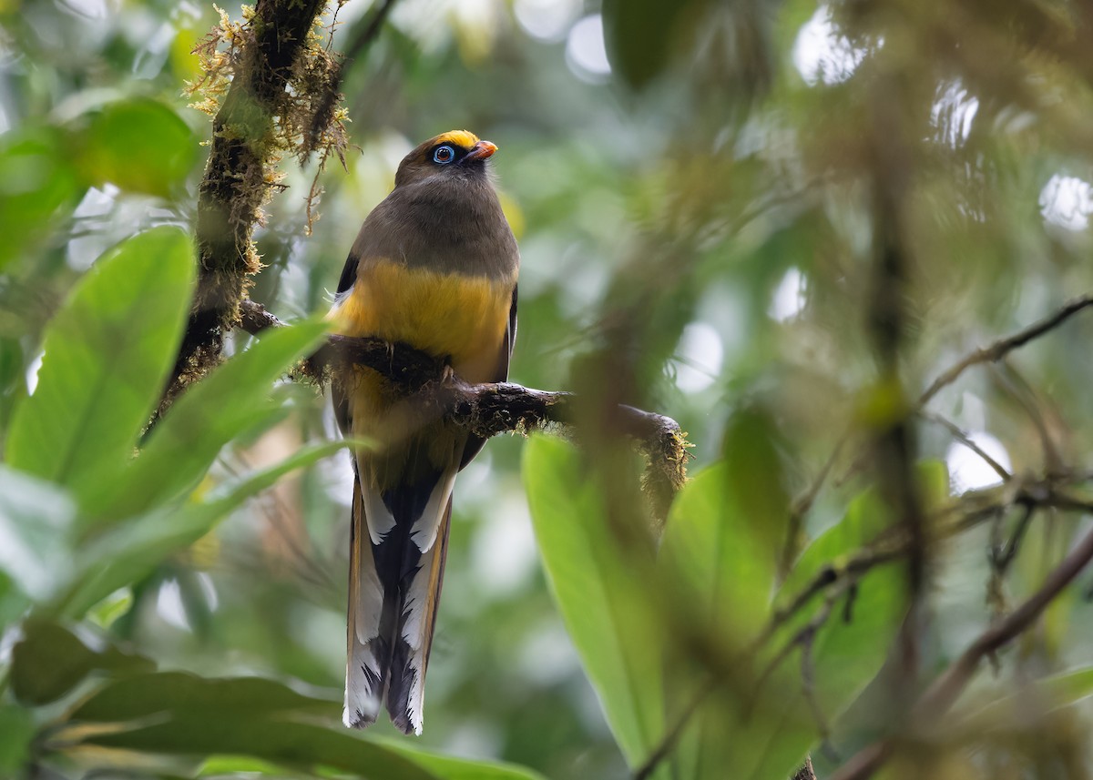 Ward's Trogon - Ayuwat Jearwattanakanok