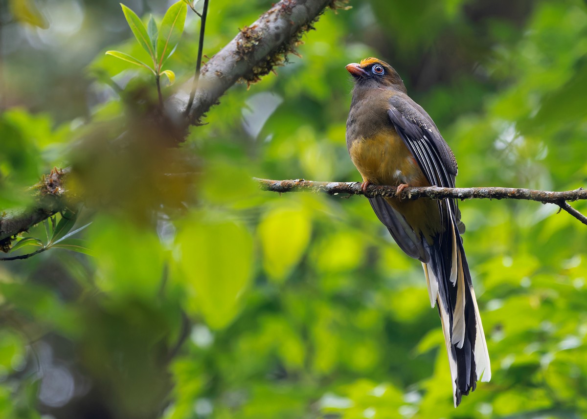 Ward's Trogon - Ayuwat Jearwattanakanok