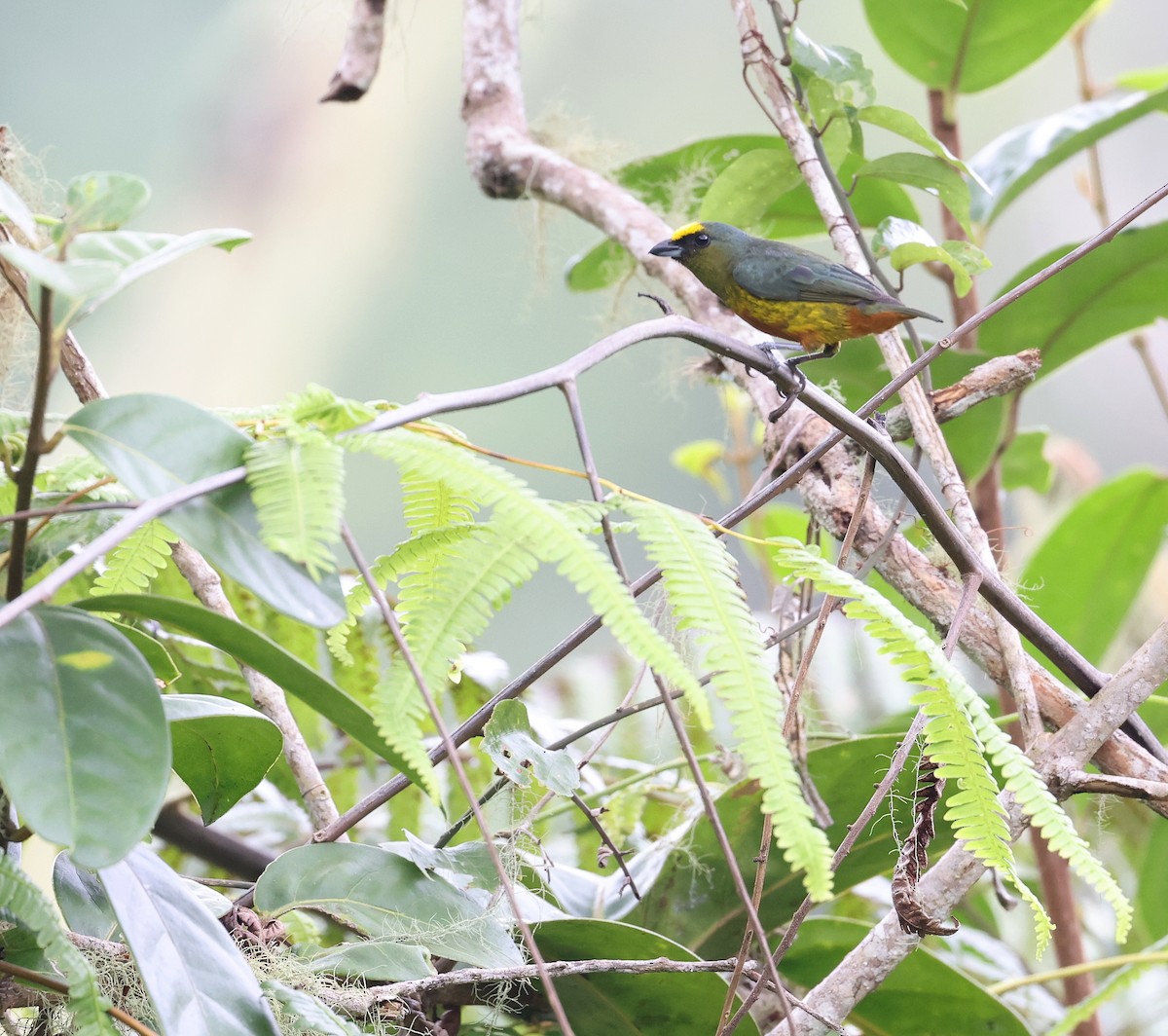 Olive-backed Euphonia - Andy Gee