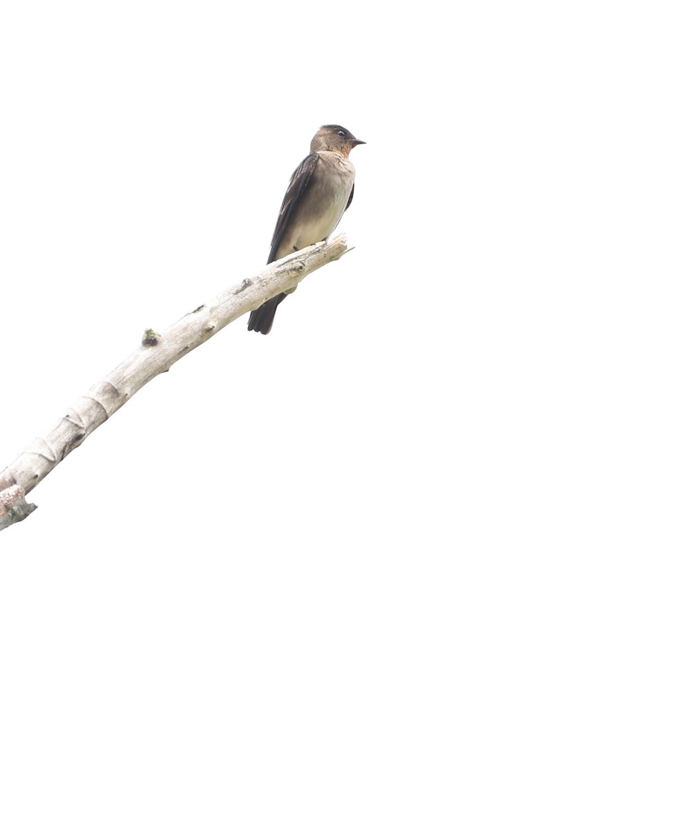 Southern Rough-winged Swallow - Andy Gee