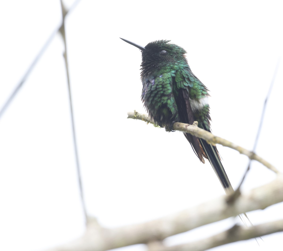 kolibřík trnoocasý - ML619662292