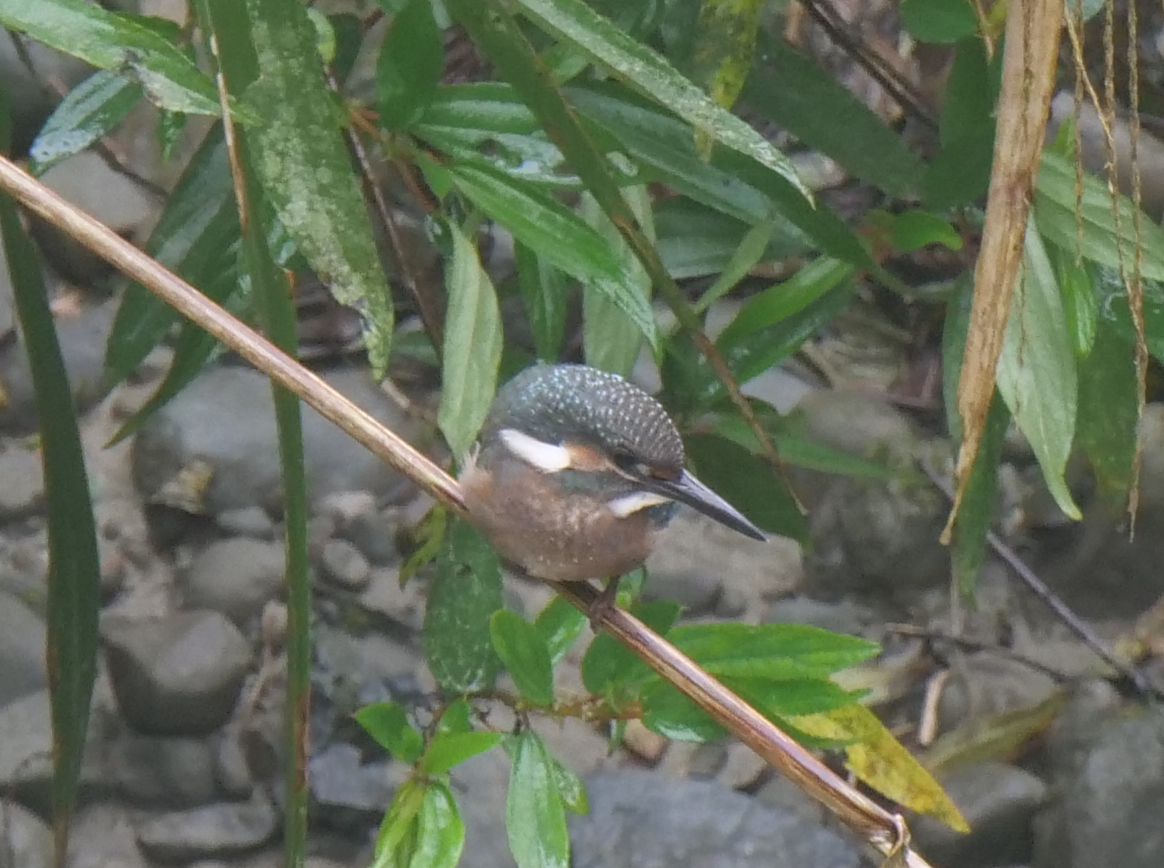 Common Kingfisher - Yulin Shen