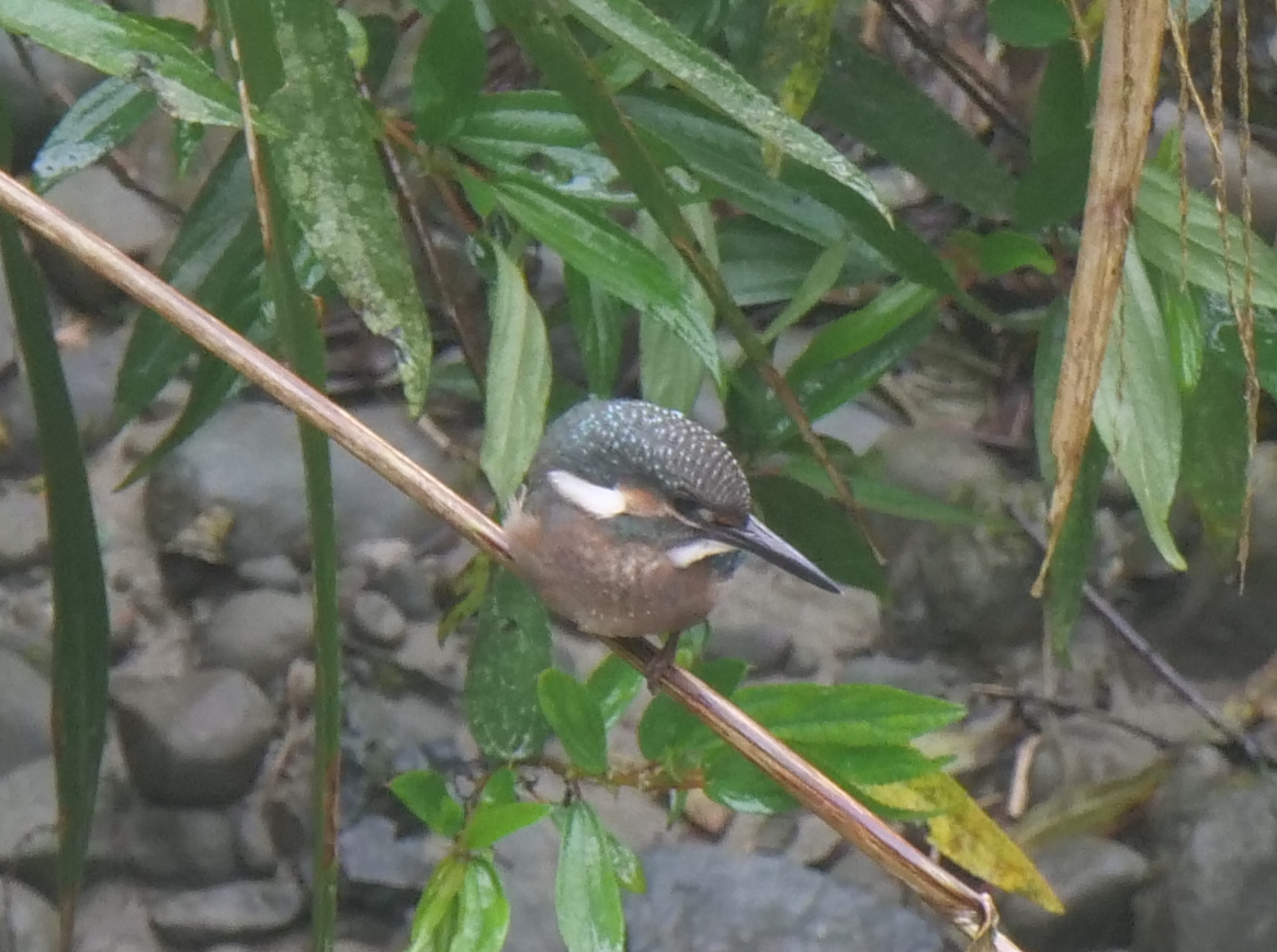 Common Kingfisher - ML619662294