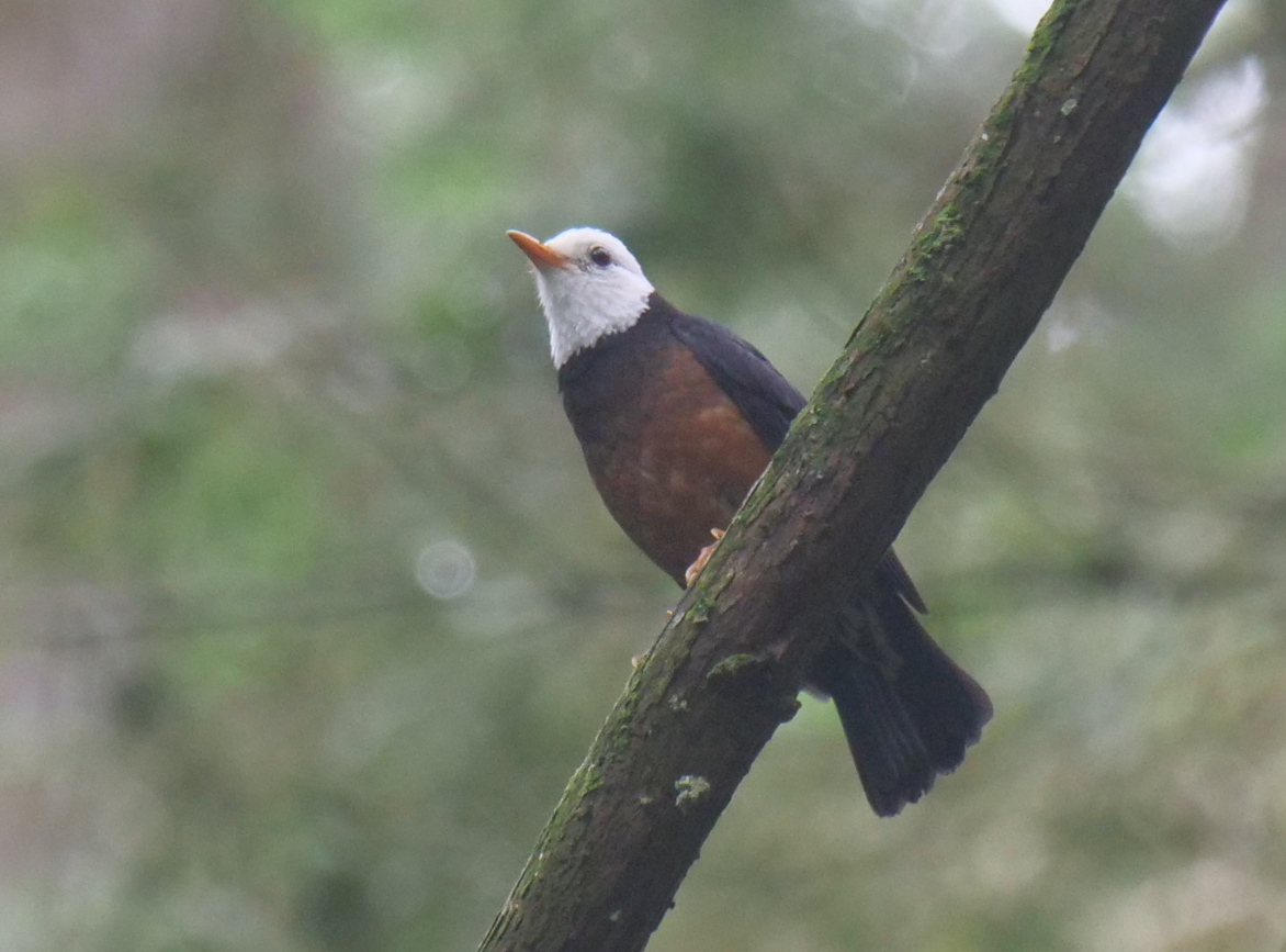 Taiwan Thrush - Yulin Shen