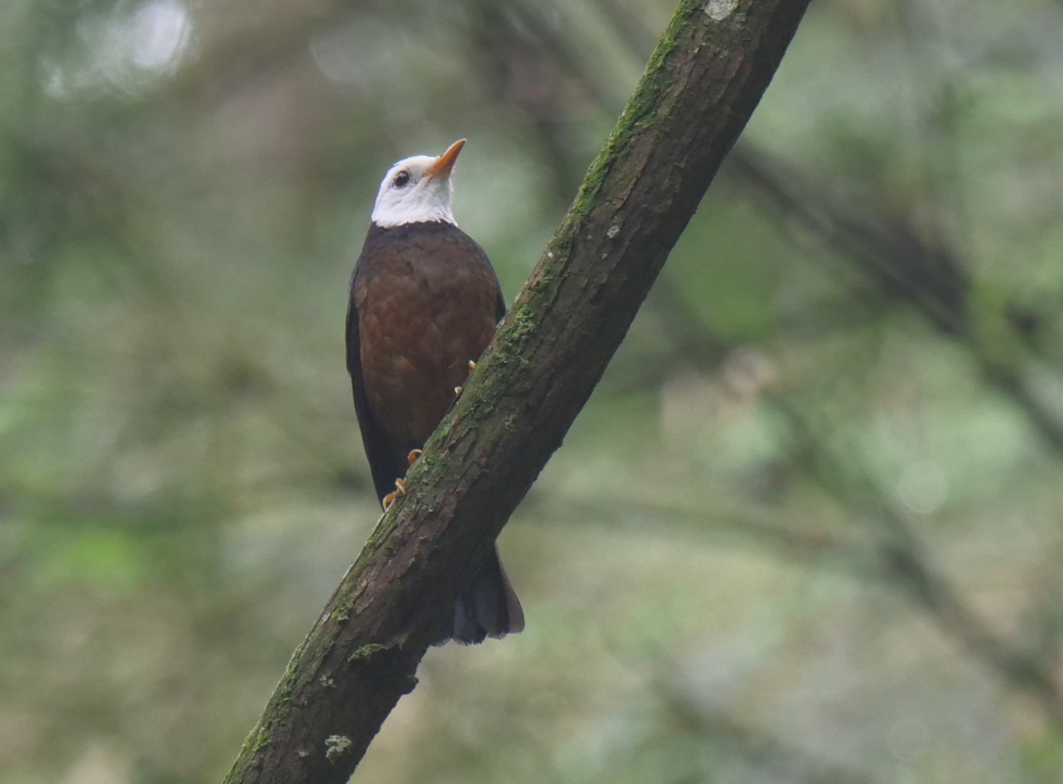 Taiwan Thrush - Yulin Shen