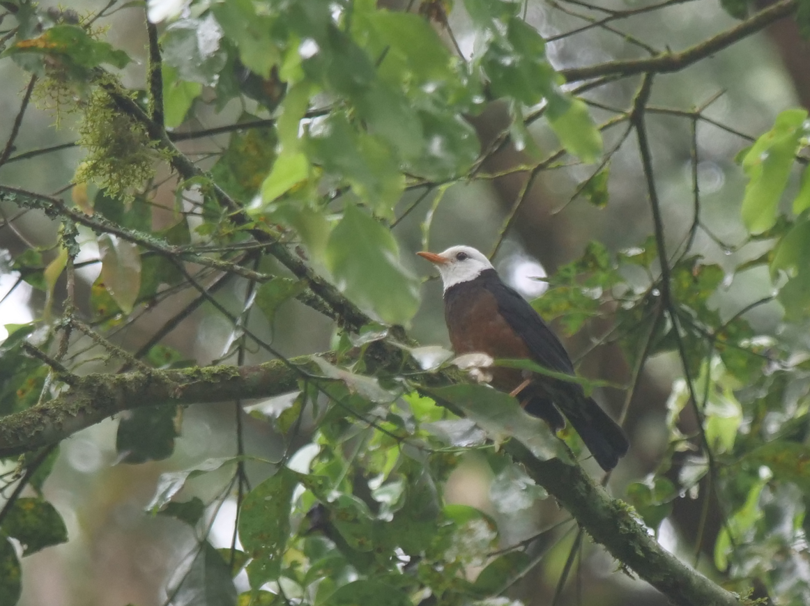 Taiwan Thrush - Yulin Shen