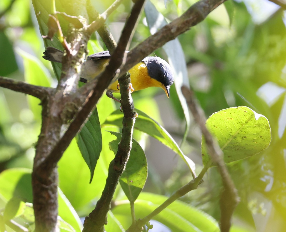 Tropical Parula - Andy Gee