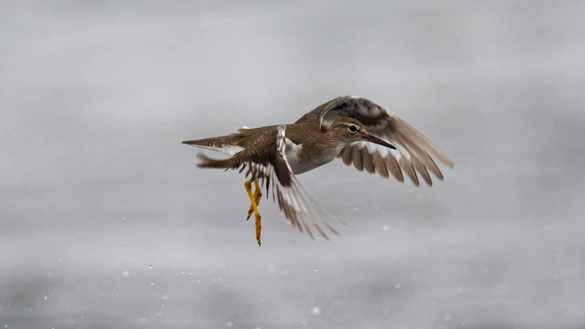 Spotted Sandpiper - Tranquilo Bay Eco-Adventure