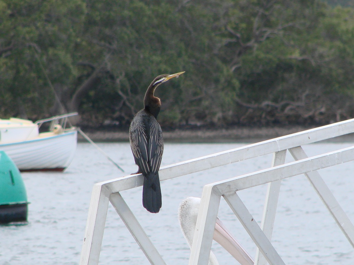 Australasian Darter - Andrew Bishop