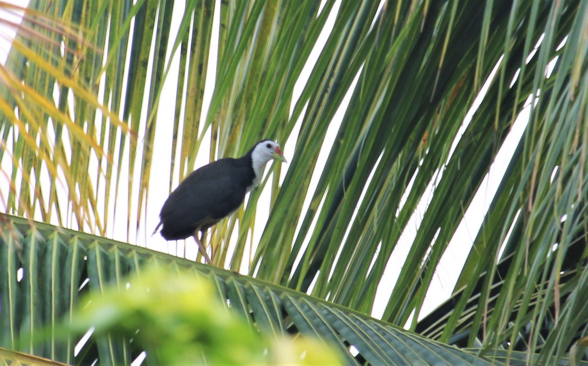 White-breasted Waterhen - Dr Nandini Patil