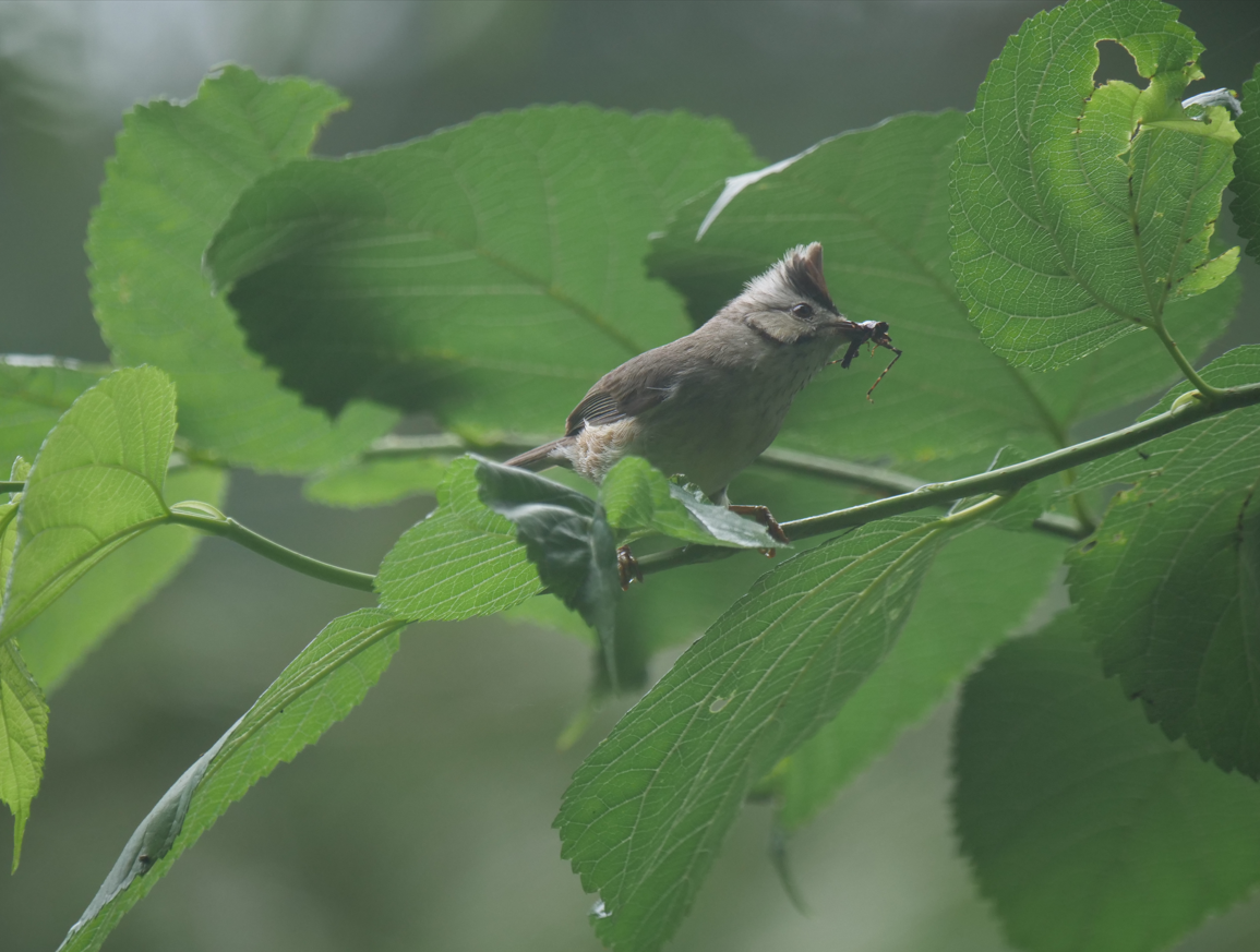 Taiwan Yuhina - ML619662336