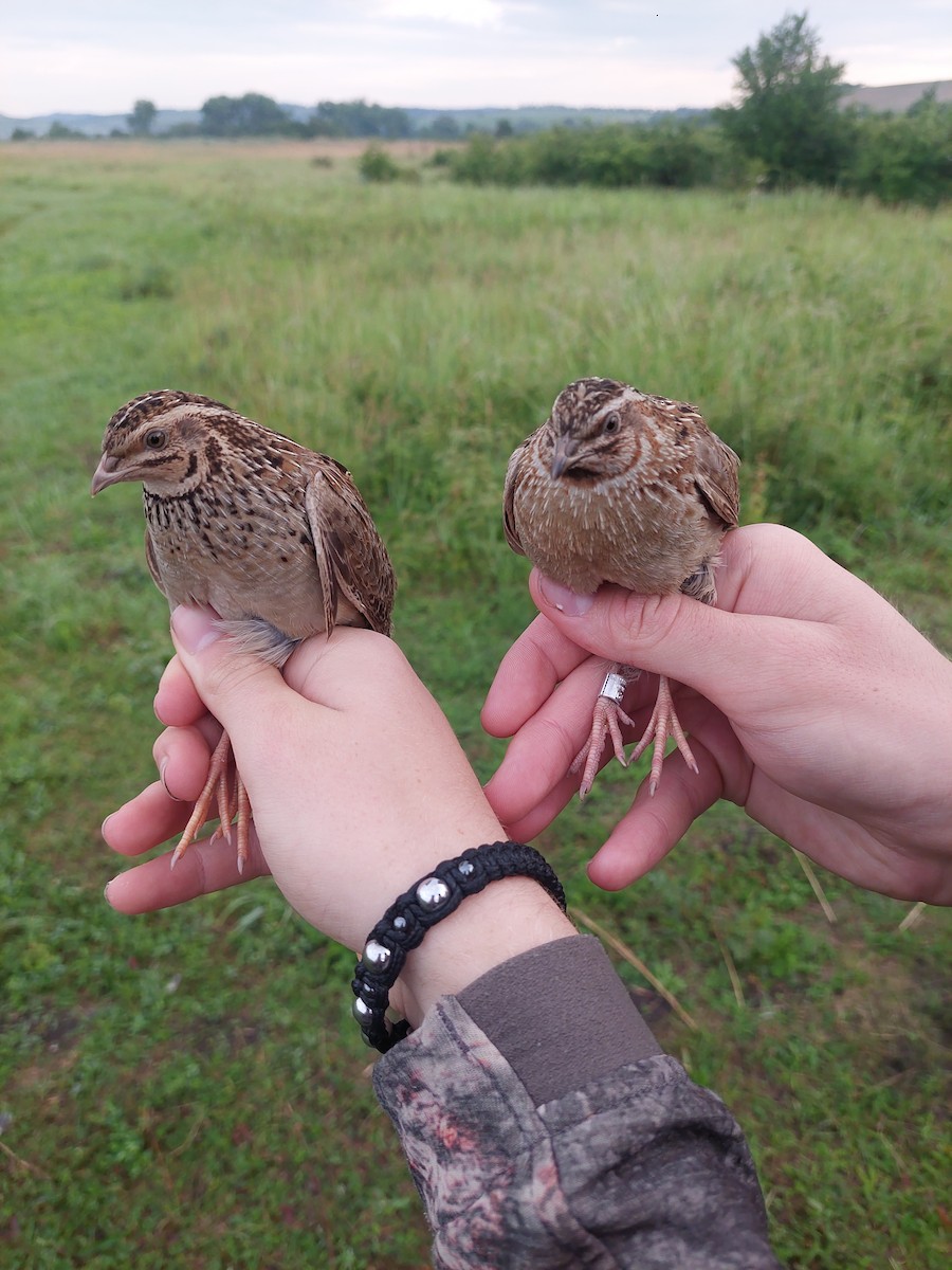 Common Quail - Patrik Spáčil