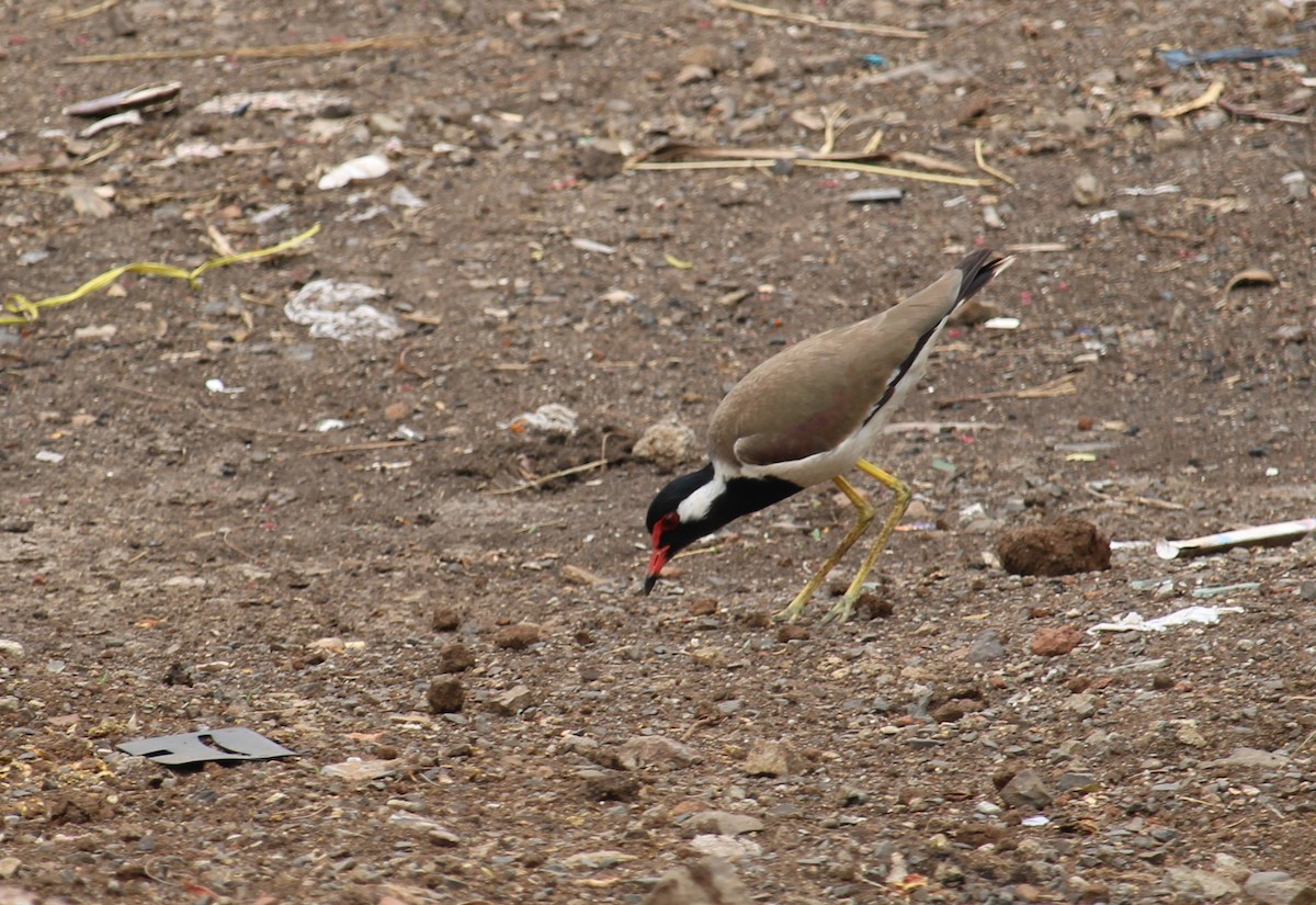 Red-wattled Lapwing - Dr Nandini Patil