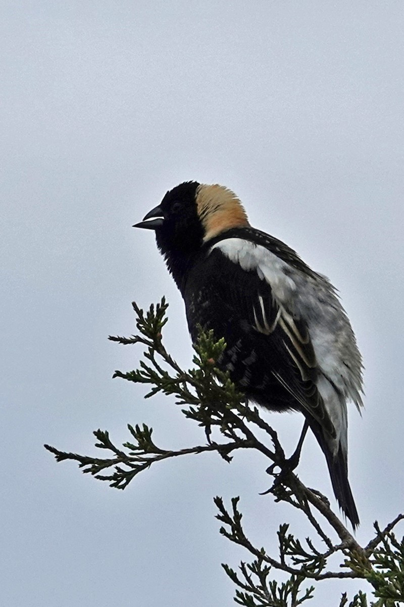 Bobolink - Cheryl Vellenga