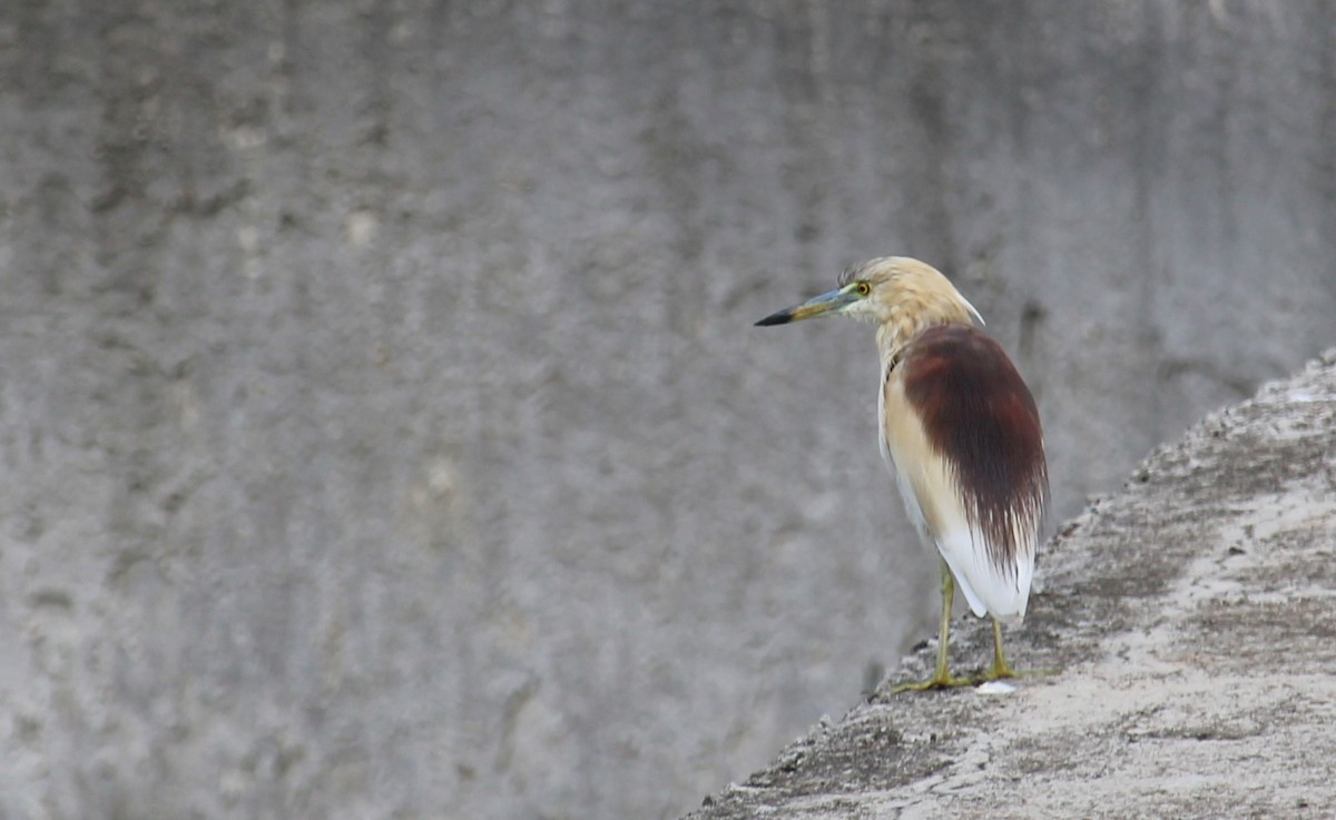 Indian Pond-Heron - Dr Nandini Patil