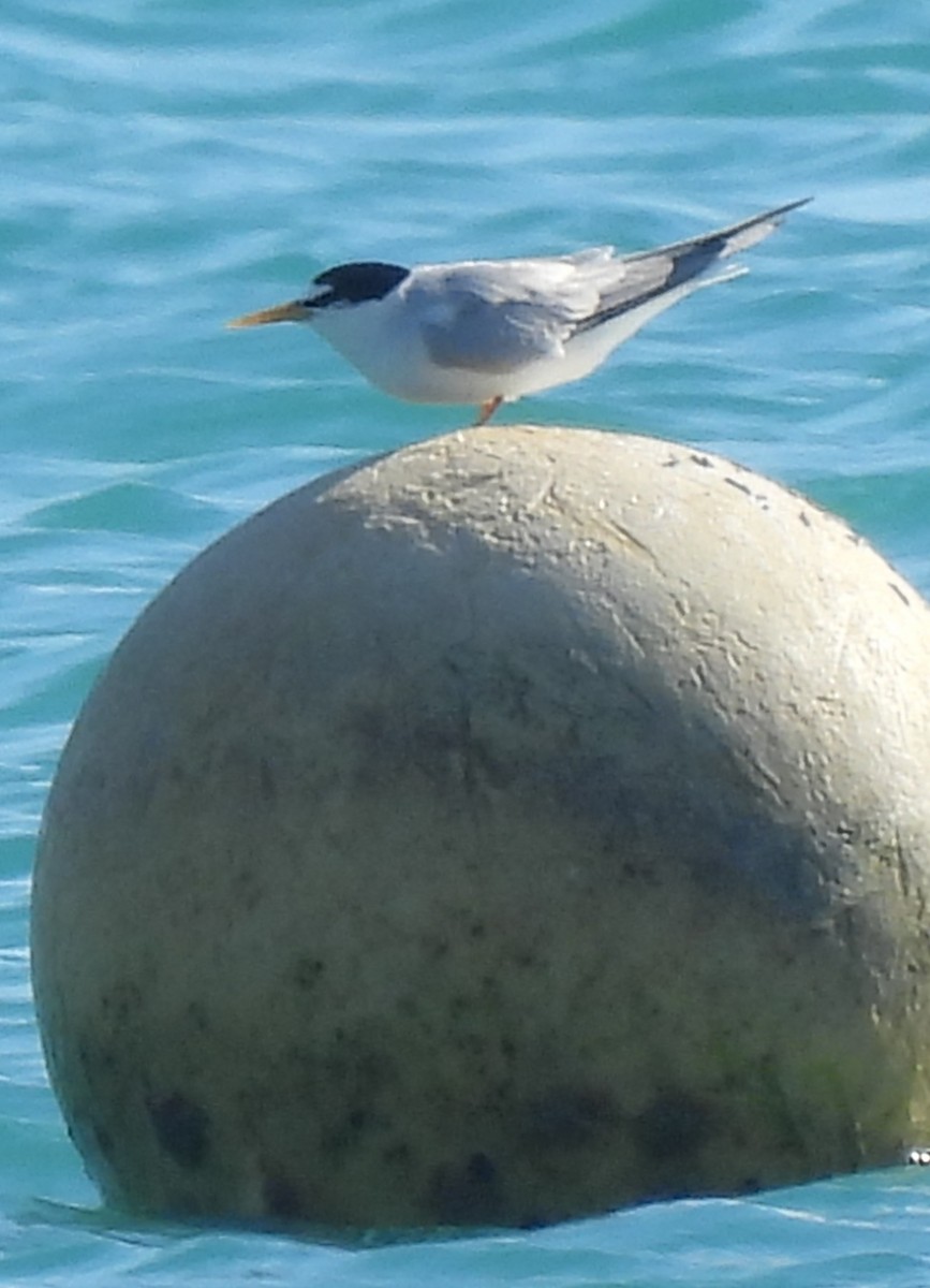 Little Tern - ML619662348