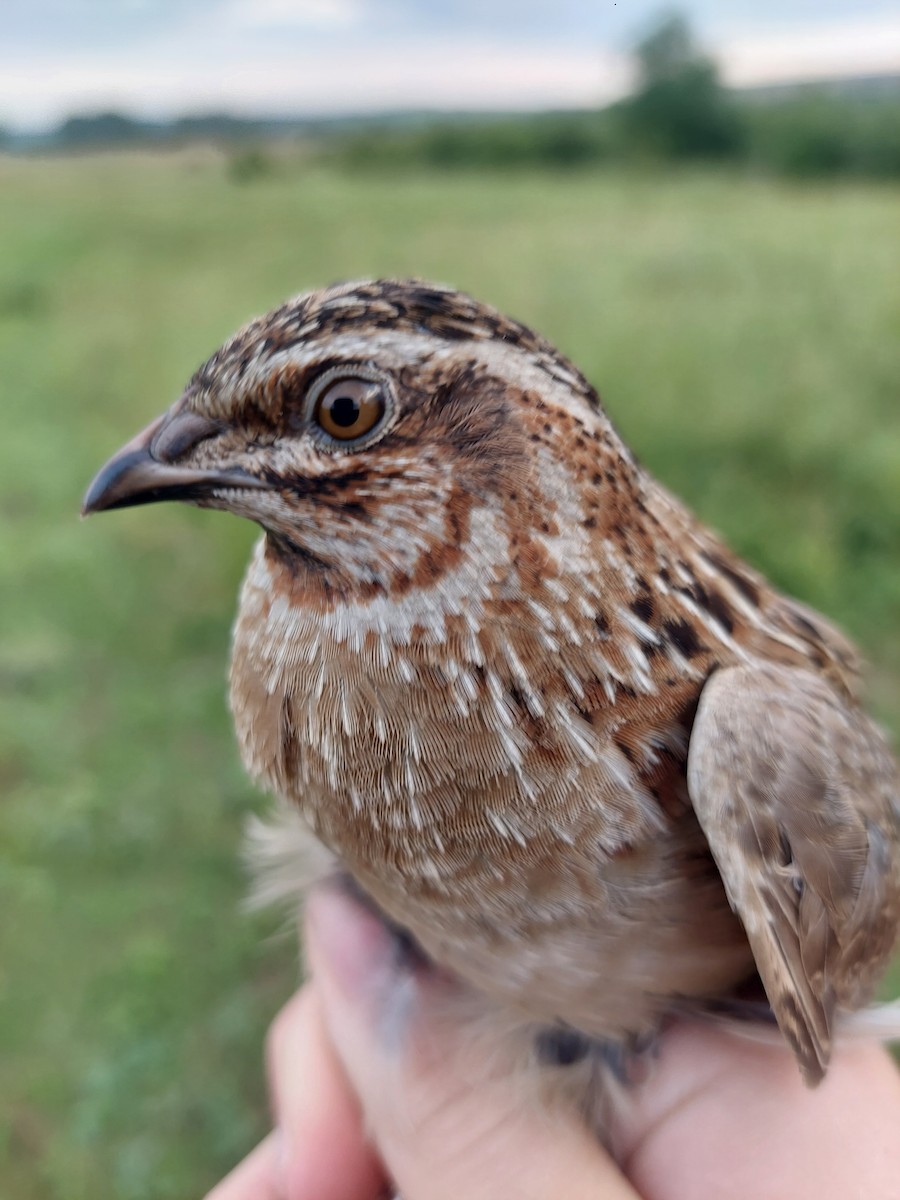 Common Quail - Patrik Spáčil